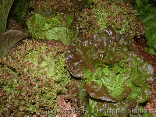Lettuce mixed bMignonette and coral 